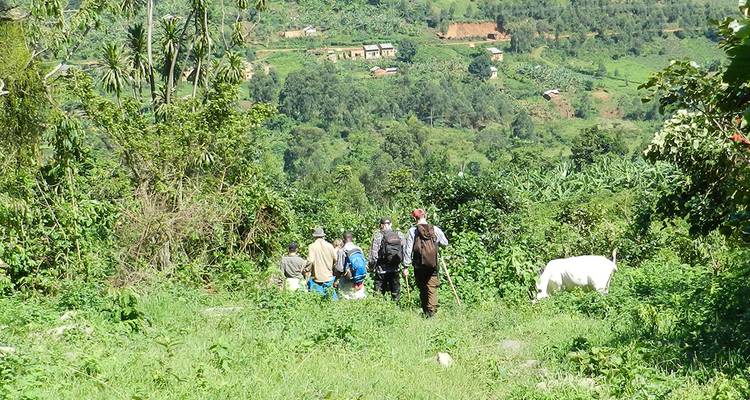 Pequeño grupo de senderismo y una vaca blanca caminando por una verde campiña rural montañosa
