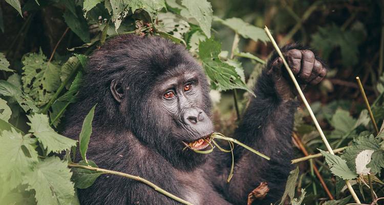 Gran gorila sentado entre hojas verdes, masticando tallos con expresión pensativa