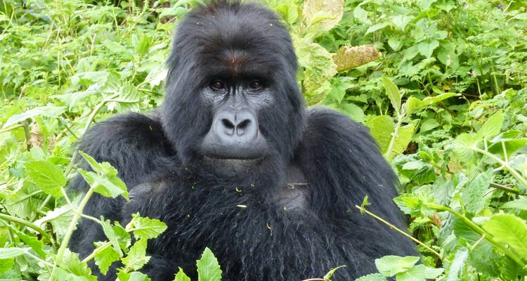 Impresionante gorila espalda plateada mirando directamente desde un entorno frondoso