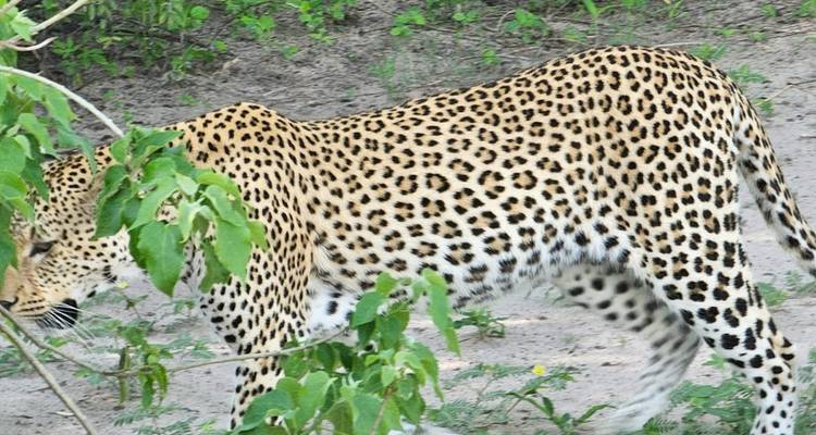 Explore adventure activities in Livingstone the tourism hub of Zambia; venture into the Okavango Delta and Chobe National Park in Botswana -10-Days. - Lochinvar Safaris 2