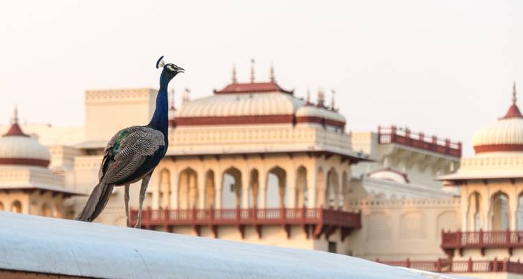 Peacock standing on a rooftop with traditional architectural backdrop.
