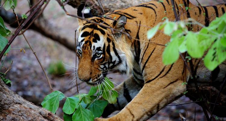 Tiger in a forest setting, focused on its surroundings.
