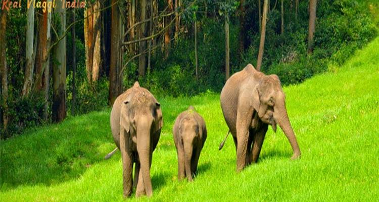 Things to do in Kerala & Kovalam Beach - Real viaggi india  4