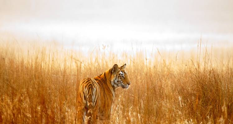 Luxury Palace On Wheels Train Tour & Ending The Trip In Goa- 12 Days - TTI TOURS 4