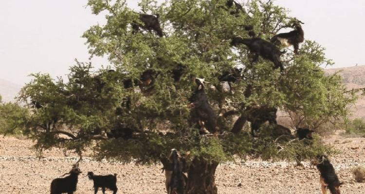 Sud du Maroc : Marrakech, le Sahara et les montagnes de l'Atlas - Morocco Luxury Tour 8