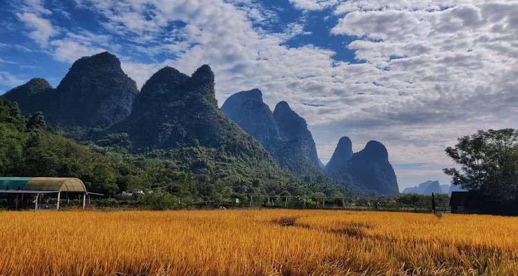 Golden rice field with karst mountain peaks.