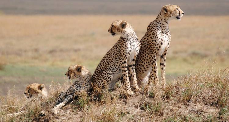 Safaris photographiques (de décembre à mars) - Zara Tours (Zara Tanzania Adventures) 1
