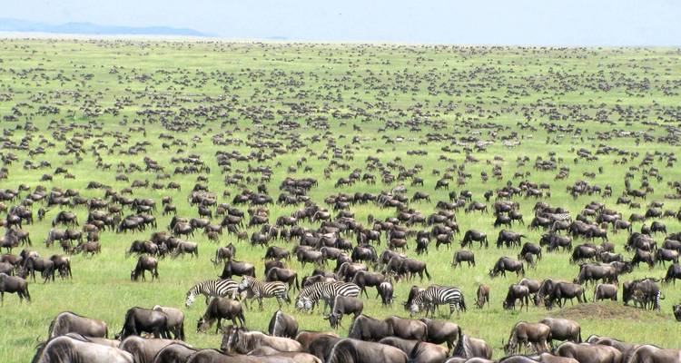 Safaris photographiques (de décembre à mars) - Zara Tours (Zara Tanzania Adventures) 6