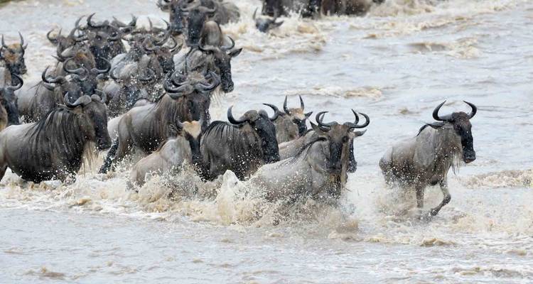 Safaris photographiques (de décembre à mars) - Zara Tours (Zara Tanzania Adventures) 10