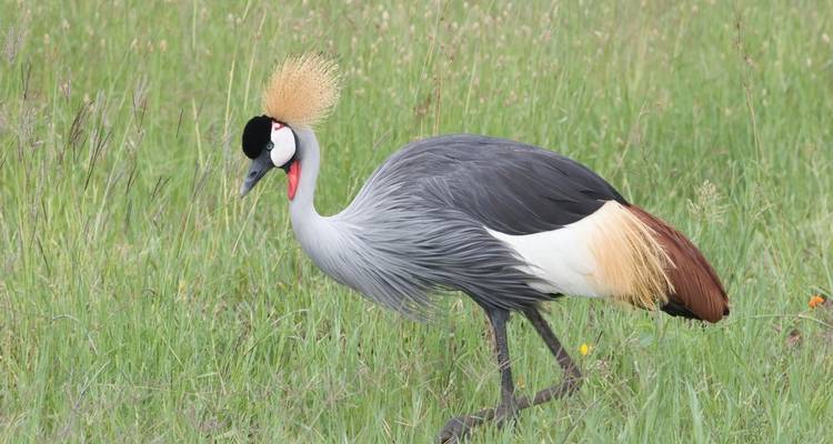 8 Days Untamed Africa Safari Expedition - Wonderful Holidays UK 1