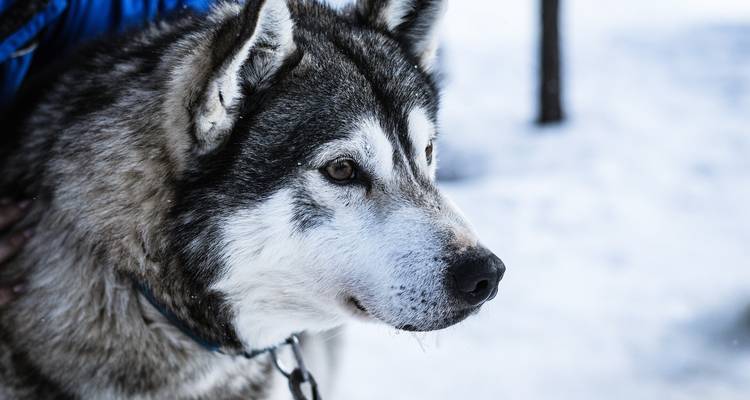 Roadtrip en Finlande : vers une aurore boréale dans une villa en verre - journaway 4