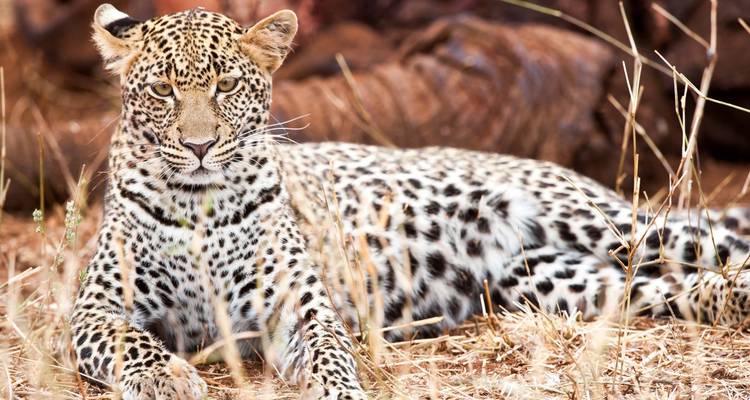 Safari Hakuna Matata Kenia de 7 días - BESH AFRICAN ADVENTURES 5