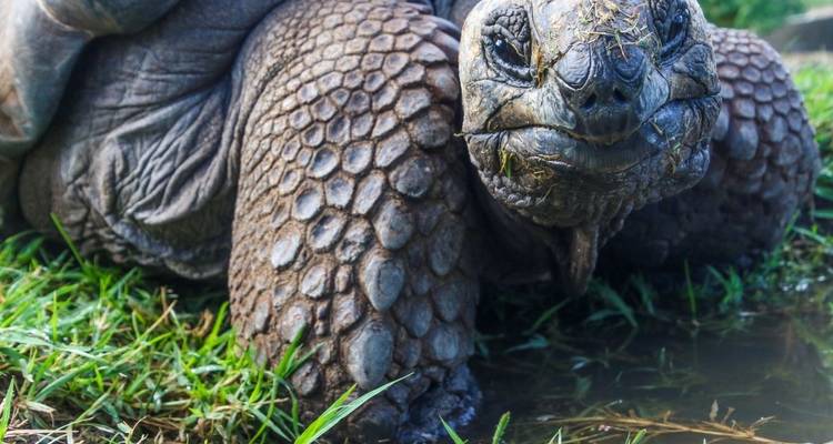 Les "Big Five" d'Amérique du Sud - DIAMIR Erlebnisreisen 2