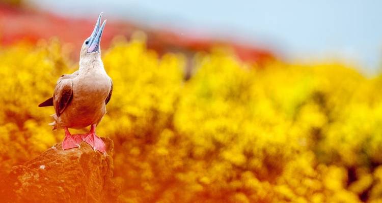 Les "Big Five" d'Amérique du Sud - DIAMIR Erlebnisreisen 10