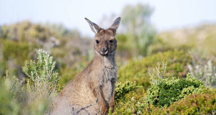 Between Perth and Darwin (18 destinations) - DIAMIR Erlebnisreisen 4