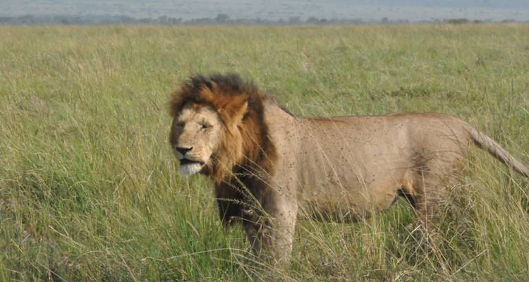 ¡Eleva tu experiencia de safari en 5 días inolvidables! - BESH AFRICAN ADVENTURES 3