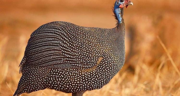 ¡Eleva tu experiencia de safari en 5 días inolvidables! - BESH AFRICAN ADVENTURES 4