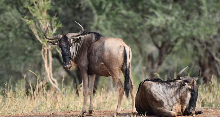 Twee gnoes die staan en liggen in een natuurlijke omgeving met bomen op de achtergrond.
