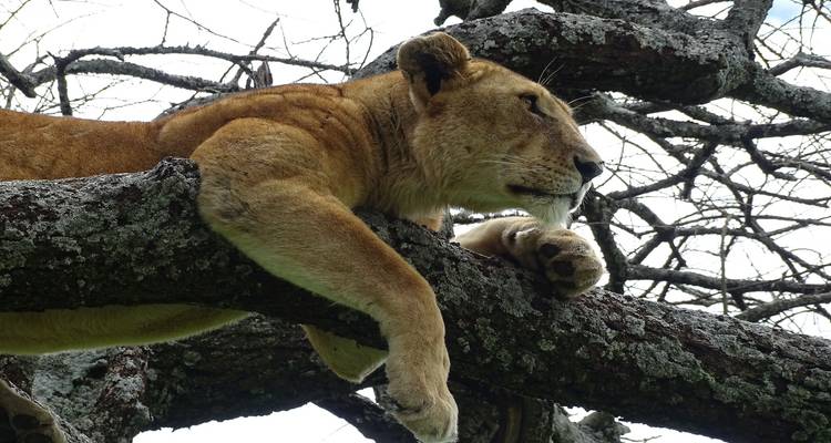 Een leeuwin die ontspannen op een boomtak ligt.