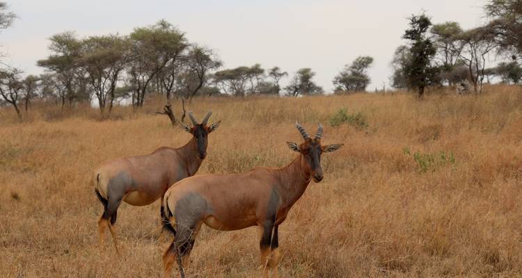 Twee topi-antilopen in een savannelandschap met droog gras en verspreide bomen.