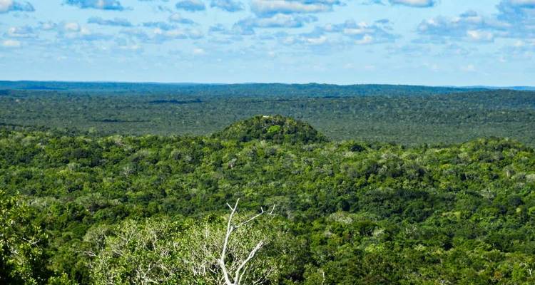 Dense jungle landscape with a hill in the distance.