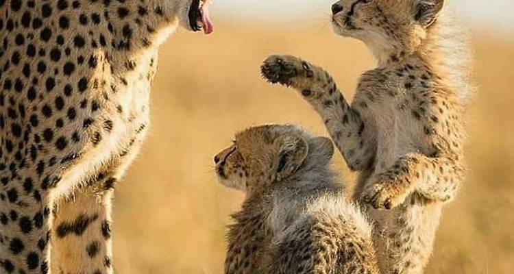 Descubre las maravillas de Tsavo - BESH AFRICAN ADVENTURES 1