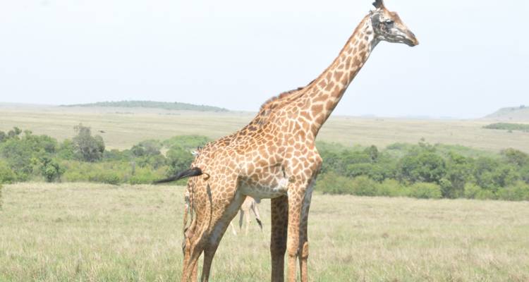 Descubre las maravillas de Tsavo - BESH AFRICAN ADVENTURES 3
