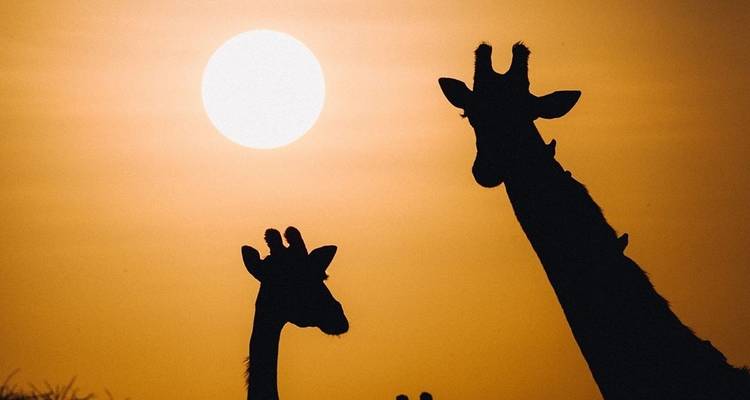 RÉSERVE NATIONALE DE SAMBURU (3 JOURS, 2 NUITS) - BESH AFRICAN ADVENTURES 1