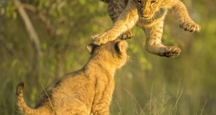 RÉSERVE NATIONALE DE SAMBURU (3 JOURS, 2 NUITS) - BESH AFRICAN ADVENTURES 2