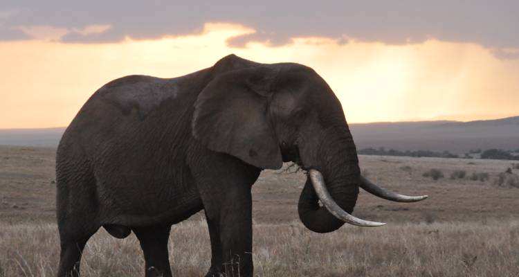 RÉSERVE NATIONALE DE SAMBURU (3 JOURS, 2 NUITS) - BESH AFRICAN ADVENTURES 3