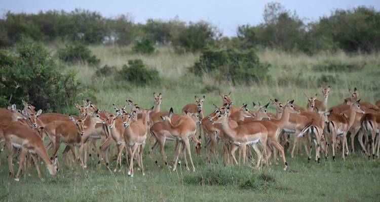RÉSERVE NATIONALE DE SAMBURU (3 JOURS, 2 NUITS) - BESH AFRICAN ADVENTURES 4