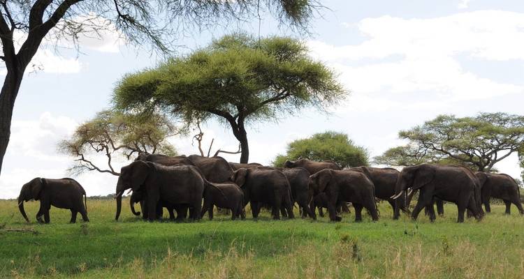 Expérience de safari en Tanzanie - 5 jours - Tanzania Wildlife Adventures 6