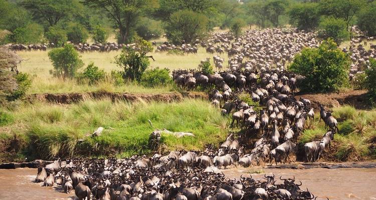 Expérience de safari en Tanzanie - 5 jours - Tanzania Wildlife Adventures 10