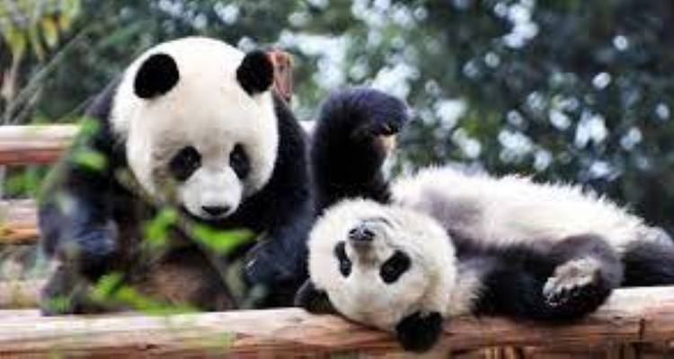Vacaciones en familia a China con Chengdu pandas 14 días - Bravo Indochina Tours 1