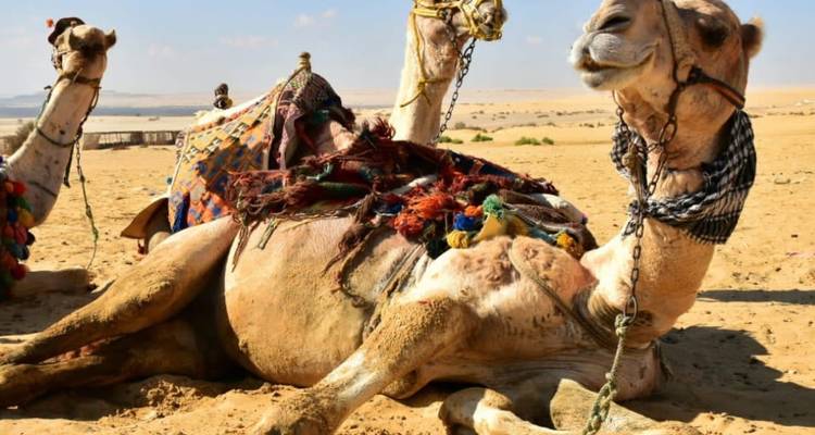 Acampada nocturna en el oasis de El-Fayoum desde El Cairo - Sun Pyramid Tours 2