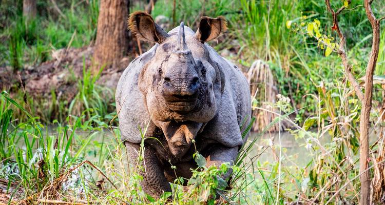 Les merveilles de la faune : safari privé de 3 jours dans la jungle de Chitwan au départ de Katmandou/Pokhara - Linkage Tours And Travels Pvt. Ltd. 1
