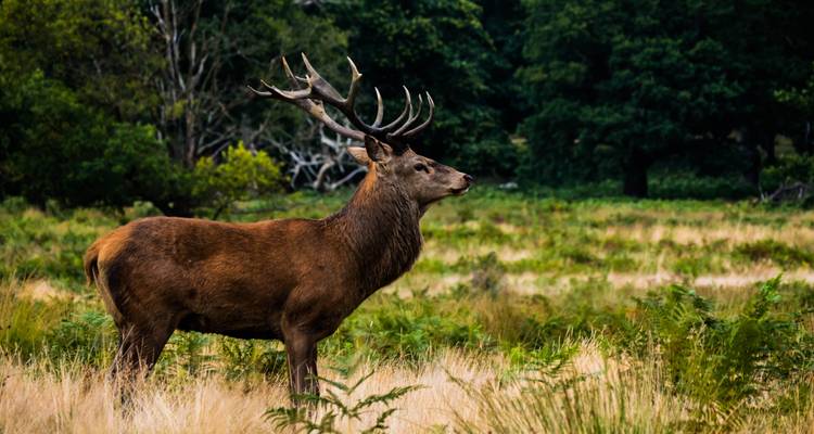 Les merveilles de la faune : safari privé de 3 jours dans la jungle de Chitwan au départ de Katmandou/Pokhara - Linkage Tours And Travels Pvt. Ltd. 7