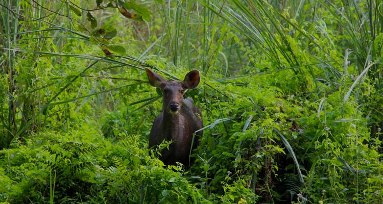 Les merveilles de la faune : safari privé de 3 jours dans la jungle de Chitwan au départ de Katmandou/Pokhara - Linkage Tours And Travels Pvt. Ltd. 9