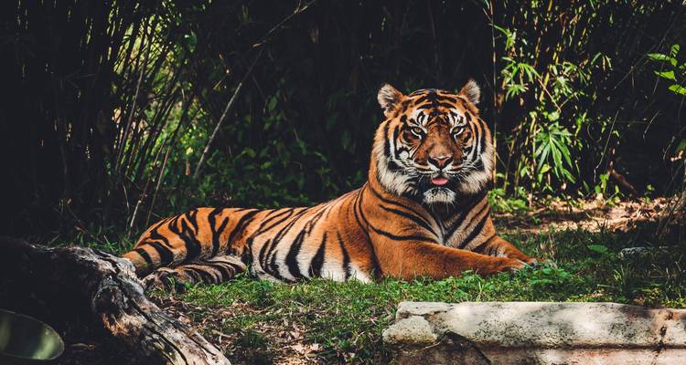 Les merveilles de la faune : safari privé de 3 jours dans la jungle de Chitwan au départ de Katmandou/Pokhara - Linkage Tours And Travels Pvt. Ltd. 3