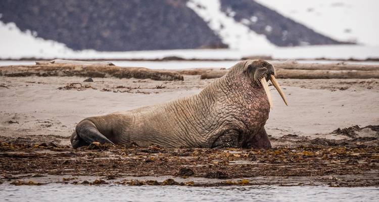 Exploration du Svalbard : Le meilleur de la Norvège arctique en profondeur - Intrepid Travel 6