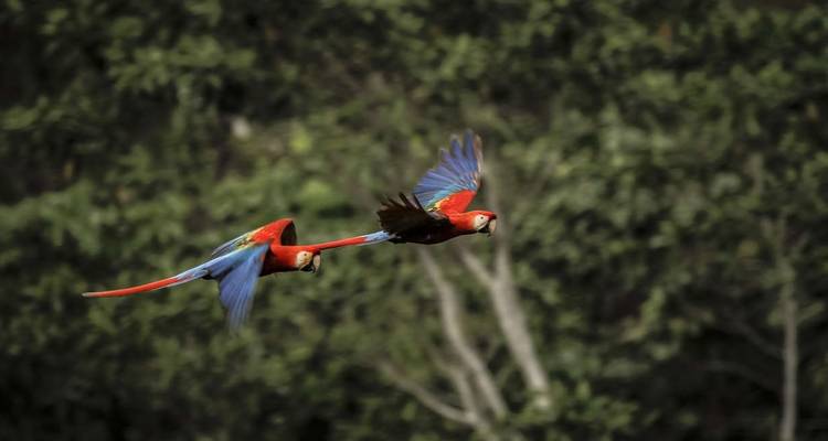 Maravillas naturales de Guyana (5 destinations) - Explore! 5