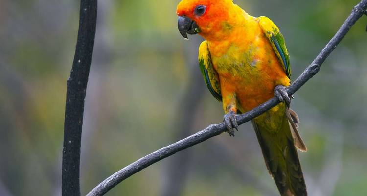 Maravillas naturales de Guyana (5 destinations) - Explore! 1