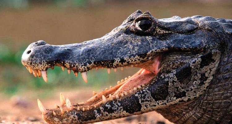 Maravillas naturales de Guyana (5 destinations) - Explore! 2