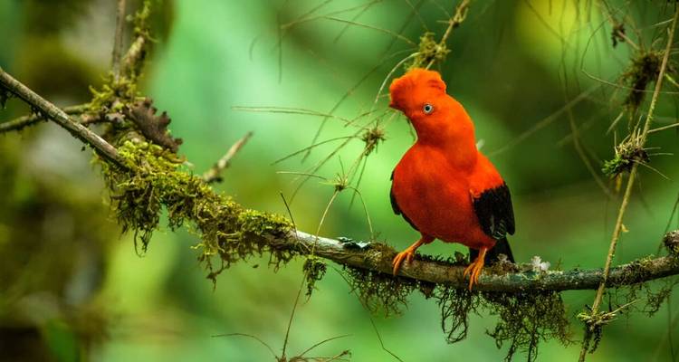 Maravillas naturales de Guyana (5 destinations) - Explore! 9
