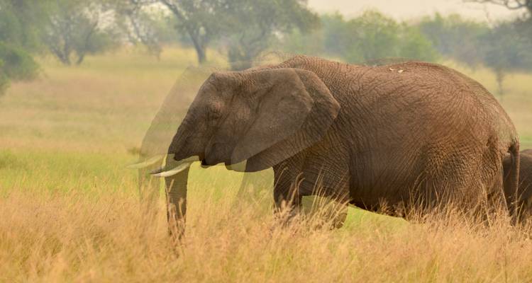 11 jours de luxe au Cap, dans le parc national Kruger, aux chutes Victoria et dans le parc national de Chobe (expérience inoubliable) - Professional Safari Africa 4