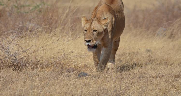 11 jours de luxe au Cap, dans le parc national Kruger, aux chutes Victoria et dans le parc national de Chobe (expérience inoubliable) - Professional Safari Africa 6