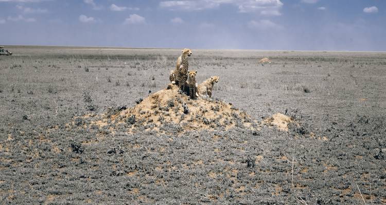 3 Jours, 2 Nuits Maasai Mara Group Joining Budget Safari Kenya With Landcruiser - World Adventure Tours 1