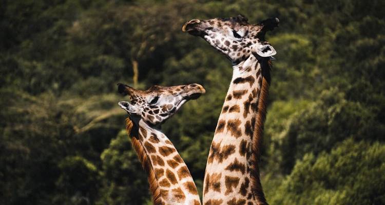 3 Jours, 2 Nuits Maasai Mara Group Joining Budget Safari Kenya With Landcruiser - World Adventure Tours 8