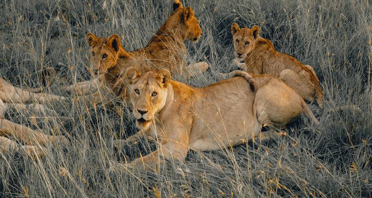 3 Jours, 2 Nuits Maasai Mara Group Joining Budget Safari Kenya With Landcruiser - World Adventure Tours 9