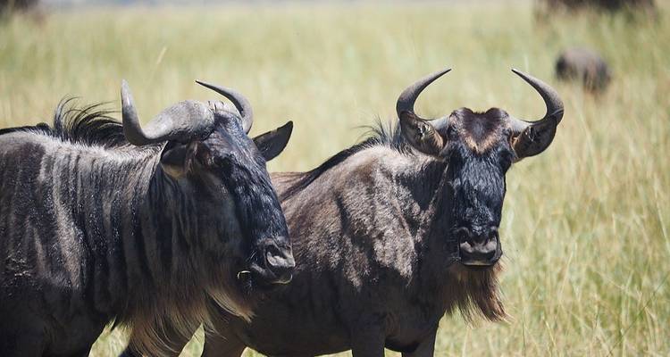 6 DAYS AFFORDABLE CLASSIC KENYA SAFARI - Classic Journeys Africa Ltd 3